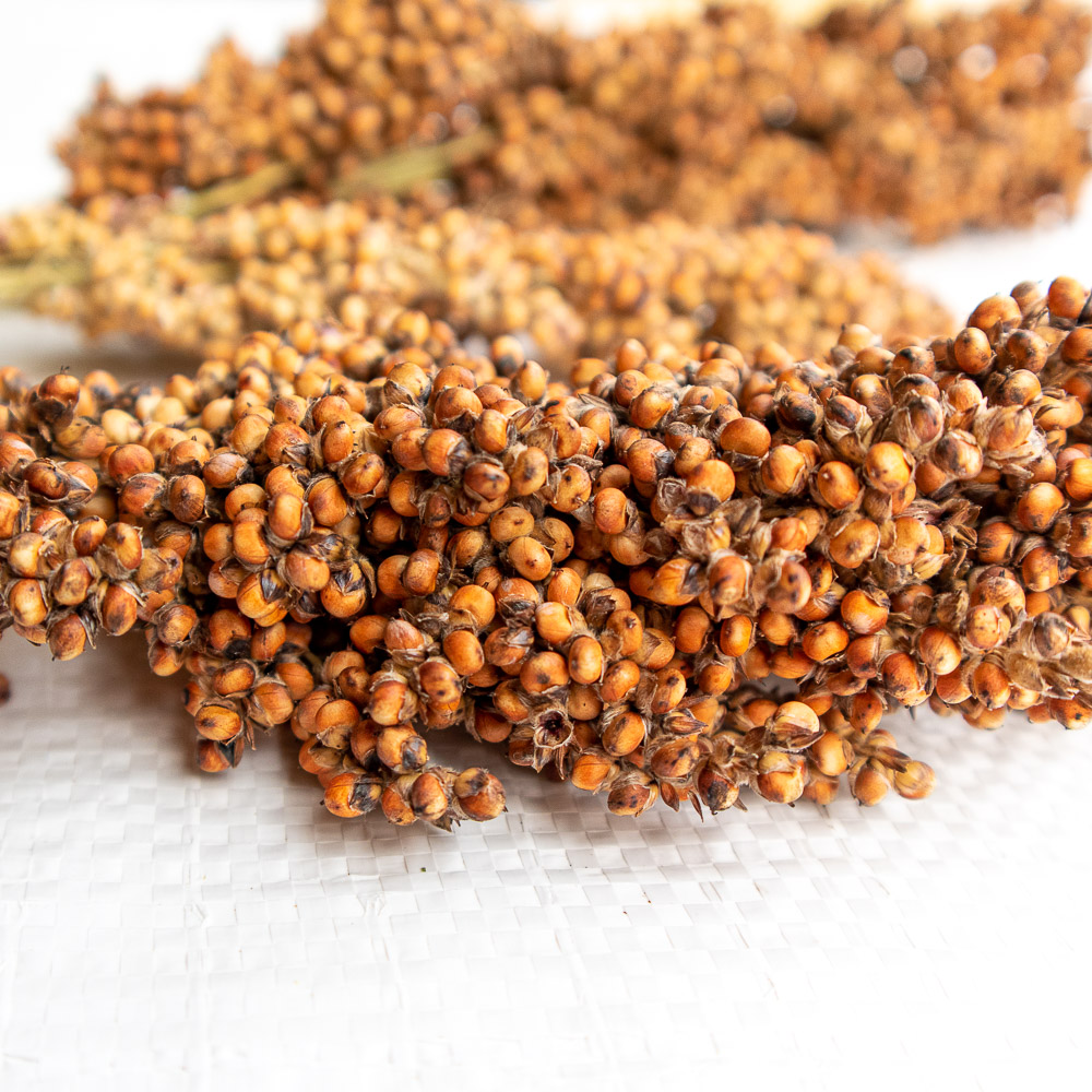 Sorghum