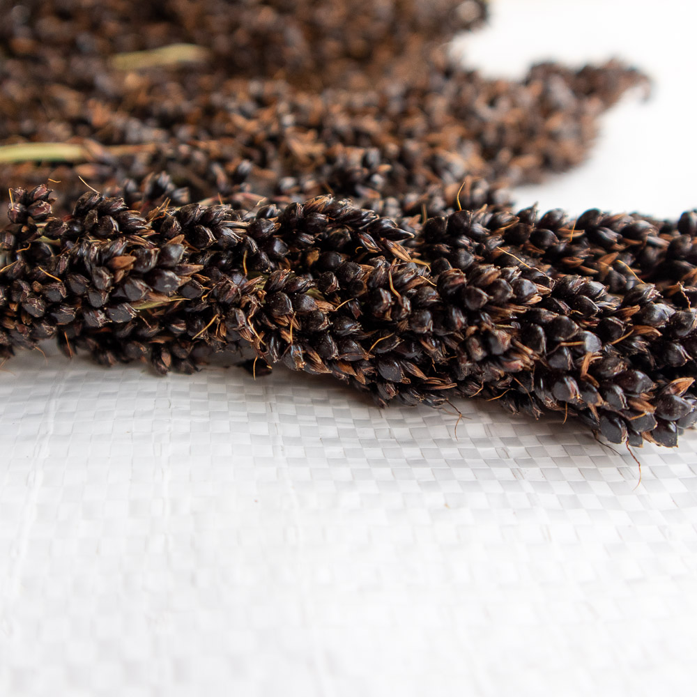 Schwarzes Sorghum