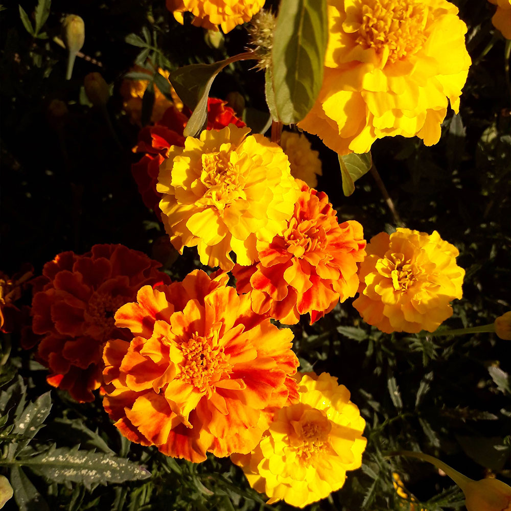 Tagetesblüten