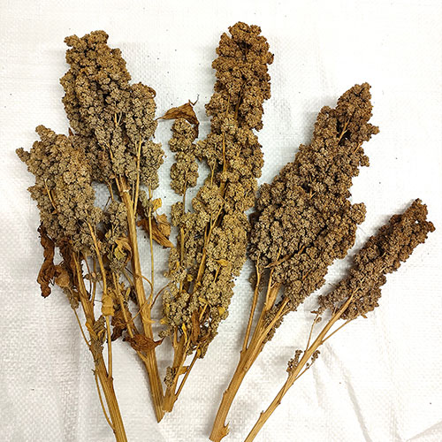 Quinoa
