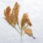 Preview: Silberhirse "classic" halbreif 0,5 kg - ausverkauft neue Ernte ab Juli 2025 -