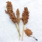 Preview: Sorghum weiß halbreif 5 kg -neue Saison ab August 2025-