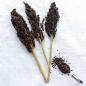 Preview: Sorghum schwarz halbreif 0,5 kg -neue Saison ab August 2025-