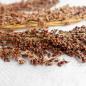 Preview: Sudangras halbreif 0,5 kg -neue Saison ab August 2024-