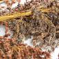 Preview: Schelli „bunt“ halbreif 0,5 kg -Neue Saison ab Juli 2023-