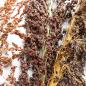 Preview: Schelli „bunt“ halbreif 0,5 kg -Neue Saison ab Juli 2023-