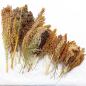 Preview: Mischung Premium 1kg halbreif (alle Hirsesorten) -neue Saison ab August 2025-