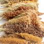 Preview: Mischung Premium 5kg halbreif (alle Hirsesorten) -neue Saison ab August 2025-
