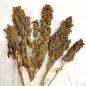 Preview: Quinoa-Rispe getrocknet 1kg