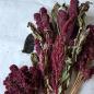 Preview: Amaranth-Rispe rot getrocknet 150g