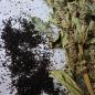 Preview: Amaranth-Rispe grün getrocknet 50g
