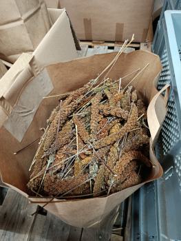 Preview: Kolbenhirse rot B- Ware in der Tüte 3,5 kg  getrocknet Mischfutter -Aktionsverkauf-