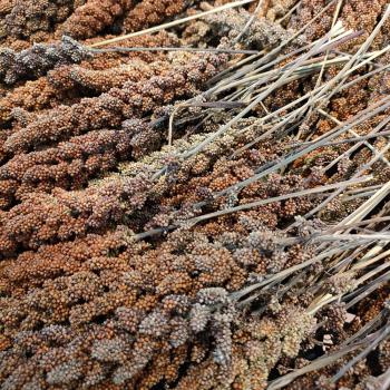 Rote Kolbenhirse getrocknet 1 kg Einzelfutter
