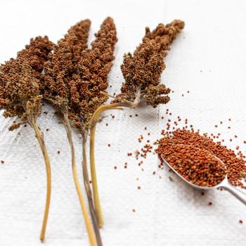 Rote lockere Kolbenhirse halbreif 1 kg - ausverkauft neue Ernte ab Juli 2025 -