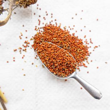 Rote lockere Kolbenhirse halbreif 1 kg - ausverkauft neue Ernte ab Juli 2025 -
