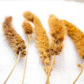 Russische Kolbenhirse Mohairhirse halbreif 1 kg -Neue Saison ab Juli 2023-