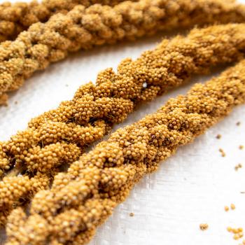 Weiße feste Kolbenhirse halbreif 5 kg - ausverkauft neue Ernte ab Juli 2025 -