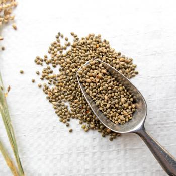 Grüne Rispenhirse halbreif 1 kg -Neue Saison ab Juli 2023-