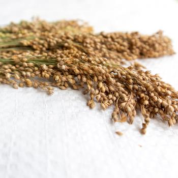 Grüne Rispenhirse halbreif 1 kg -Neue Saison ab Juli 2023-