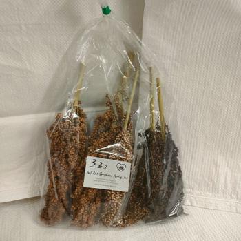 321 - Auf das Sorghum, fertig, los