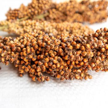 Sorghum weiß getrocknet 5 kg Einzelfutter