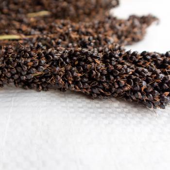 Sorghum schwarz halbreif 0,5 kg -neue Saison ab August 2025-