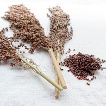 Sudangras halbreif 0,5 kg -neue Saison ab August 2024-