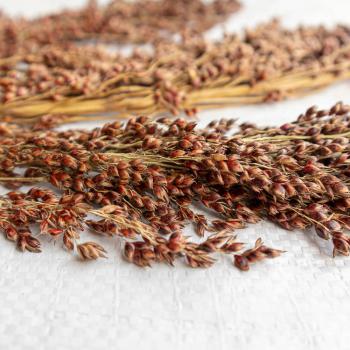 Sudangras halbreif 0,5 kg -neue Saison ab August 2024-