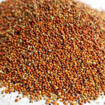 Rote Kolbenhirse gedroschen 1 kg