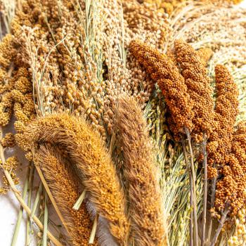 Mischung Fein 5kg halbreif (Kolben- und Rispenhirse) -neue Saison ab August 2025-