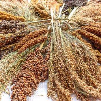 Mischung Premium 5kg halbreif (alle Hirsesorten) -neue Saison ab August 2025-