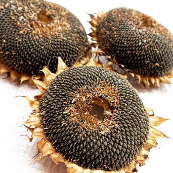 Sonnenblumenkopf getrocknet im ganzen 1 kg