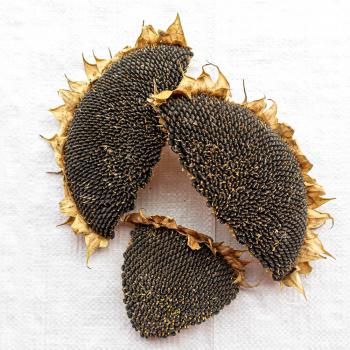 Sonnenblumenkopf getrocknete Hälften und Stücke 250 g