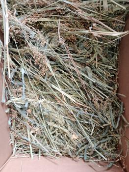 Preview: Aktionstüte mit Kolbenhirse weiß und Rispen- Knabber- Heu 3kg getrocknet Mischfutter