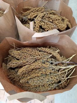 Aktionstüte mit Kolbenhirse weiß und Rispen- Knabber- Heu 3kg getrocknet Mischfutter