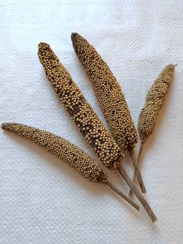 Preview: Perlhirsekolben getrocknet 50 g