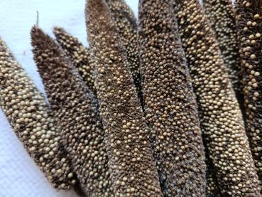 Preview: Perlhirsekolben 2. Wahl zum schreddern und nagen getrocknet 150g