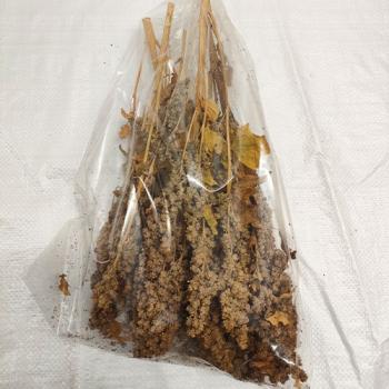 Quinoa-Rispe getrocknet 1kg