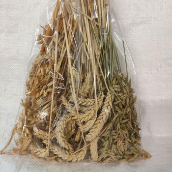 Getreidetüte Mischung aus gelben und grünen Haferähren mit Weizenähren getrocknet  250 g Mischfutter -Aktionsverkauf-