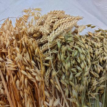Getreidetüte Mischung aus gelben und grünen Haferähren mit Weizenähren getrocknet  250 g Mischfutter -Aktionsverkauf-