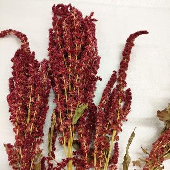 Amaranth-Rispe rot getrocknet 75g