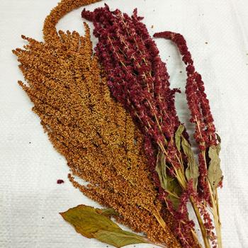 Amaranth-Rispen gemischt Rot und Gold getrocknet 75g