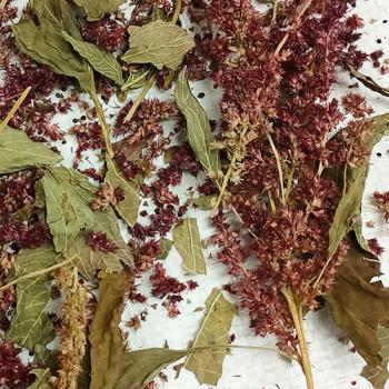 Bruch Amaranth rot getrocknet 150g