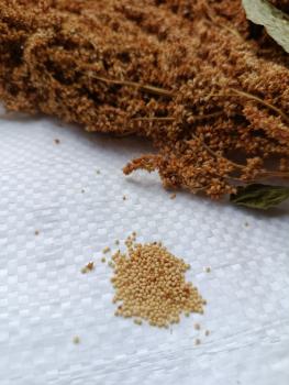 Gold Amaranth getrocknet 75g
