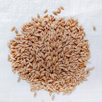 Katterbacher Gerste gedroschen 1 kg Brau- und Keimgerste