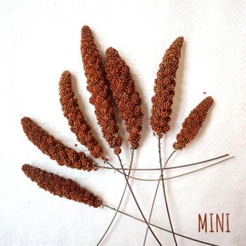 Mini Kolben Rote feste Kolbenhirse getrocknet 1 kg Einzelfutter