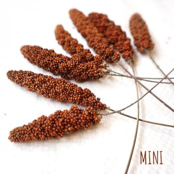 Mini Kolben Rote feste Kolbenhirse getrocknet 1 kg Einzelfutter