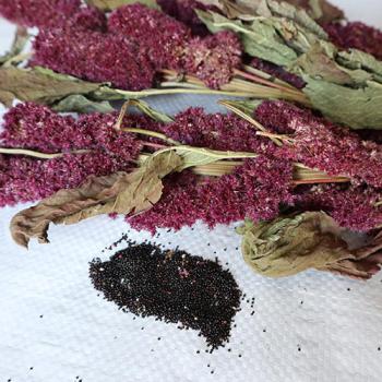 Amaranth-Rispe rot getrocknet 100g