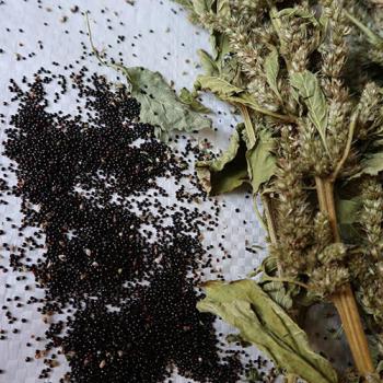 Amaranth-Rispe grün getrocknet 50g