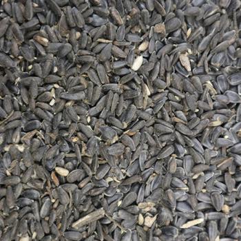 Sonnenblumenkerne schwarz 1 kg